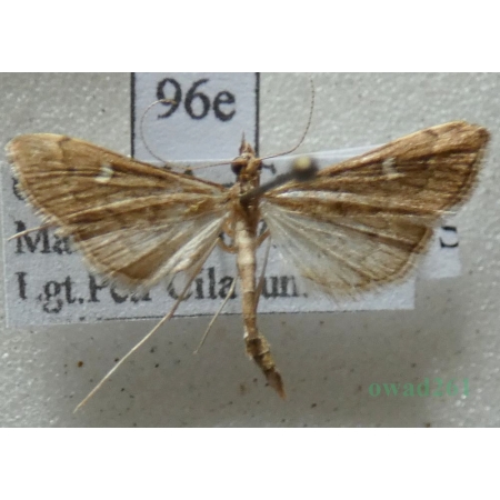 Dolicharthria punctalis (Denis & Schiffermüller, 1775) Greece, Crete Is96e